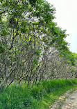 Scarborough Bluffs