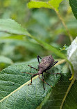 Rouge National Urban Park