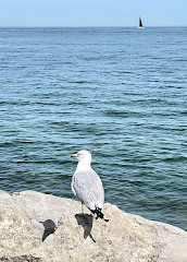 Bluffer's Park Marina