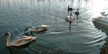 Bluffer's Park Marina