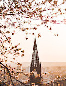 Freiburg Cathedral