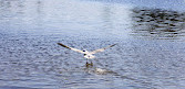 Six Mile Lake Provincial Park