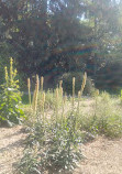 Alpine Botanical Garden of Meyrin