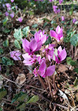 Alpine Botanical Garden of Meyrin