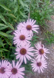 Alpine Botanical Garden of Meyrin