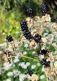 Alpine Botanical Garden of Meyrin