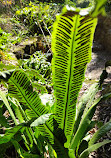 Alpine Botanical Garden of Meyrin