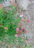 Alpine Botanical Garden of Meyrin