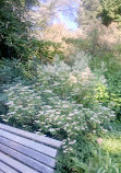 Alpine Botanical Garden of Meyrin