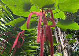 Jardin botanique de l'Université de Berne