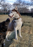 McCarren Park Dog Run