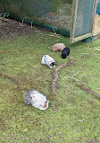 Calderglen Country Park and Zoo