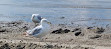 Wasaga Beach Provincial Park - Beach Area 5