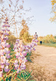 Albany Pine Bush Preserve