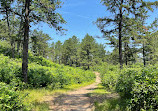 Albany Pine Bush Preserve