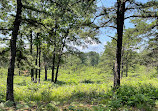 Albany Pine Bush Preserve