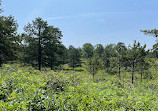 Albany Pine Bush Preserve