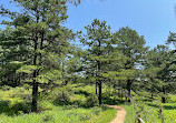 Albany Pine Bush Preserve