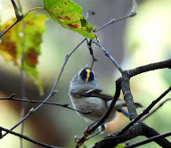 Albany Pine Bush Preserve