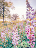 Albany Pine Bush Preserve