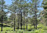 Albany Pine Bush Preserve