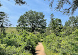 Albany Pine Bush Preserve