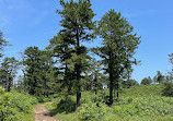 Albany Pine Bush Preserve