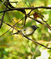 Albany Pine Bush Preserve