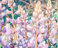 Albany Pine Bush Preserve