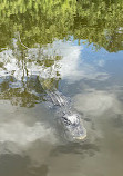 Gatorland