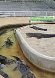 Gatorland