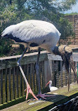 Gatorland