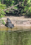 Gatorland