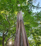 Bailey Arboretum