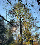 Bailey Arboretum