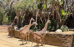 Los Angeles Zoo