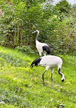 Bird Park Heiligenkirchen