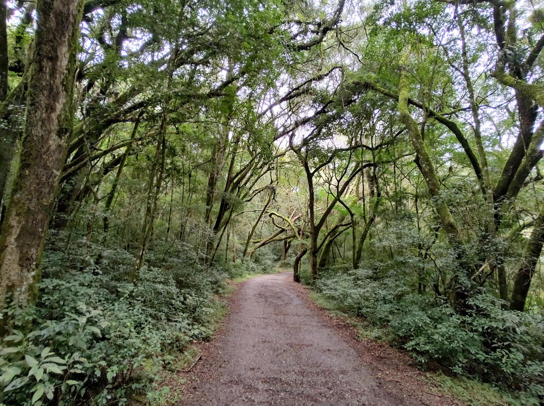 Bosque do Barigui