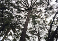 Bosque do Barigui