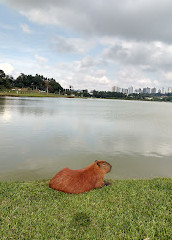 Bosque do Barigui