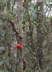 Bosque do Barigui