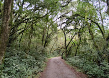 Bosque do Barigui