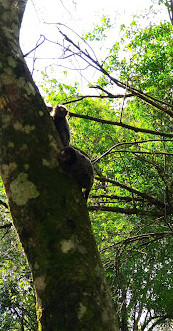 Bosque do Barigui