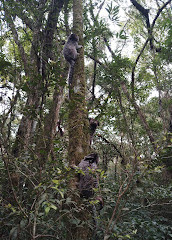 Bosque do Barigui