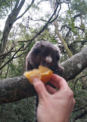 Bosque do Barigui