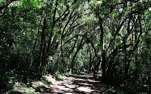 Bosque do Barigui