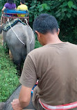 BangKaew Elephant Camp