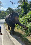 BangKaew Elephant Camp