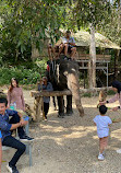 BangKaew Elephant Camp