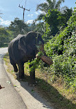 BangKaew Elephant Camp